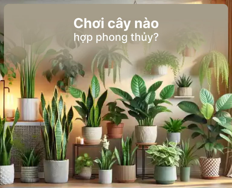 Chơi Cây Nào Để Hợp Phong Thủy?